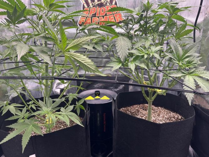 Rf3 Fast Buds. Week 7