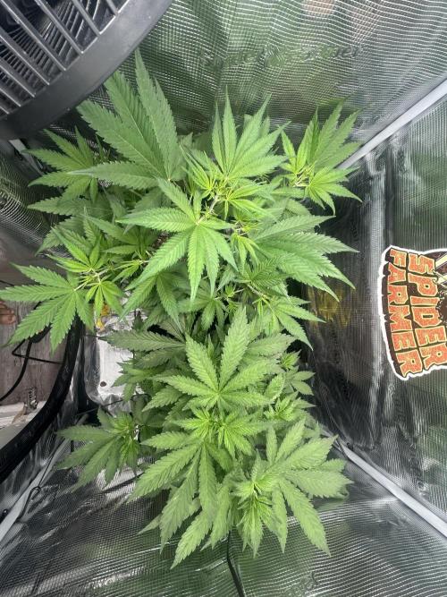 Rf3 Fast Buds. Week 7