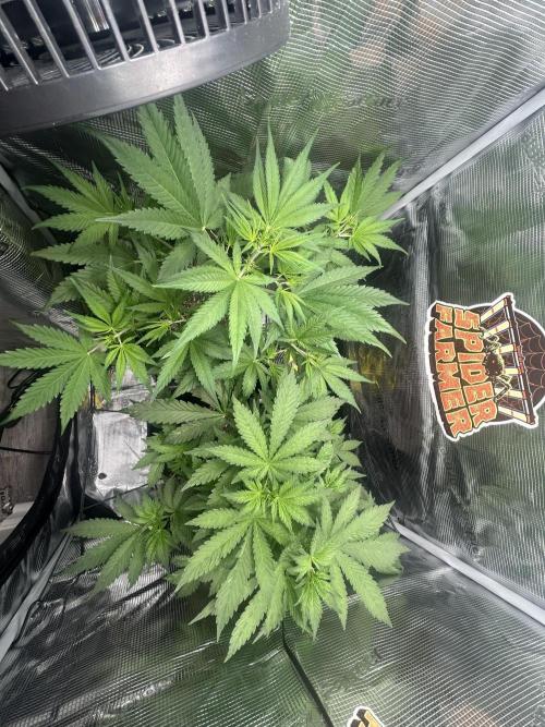 Rf3 Fast Buds. Week 7
