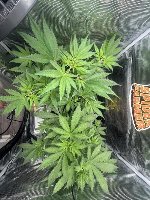 Rf3 Fast Buds. Week 7