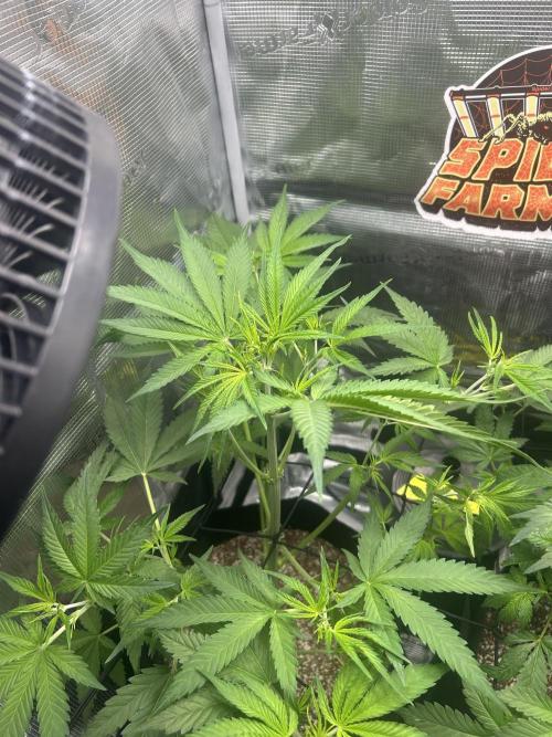 Rf3 Fast Buds. Week 7