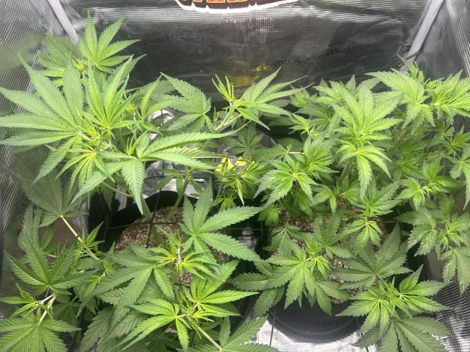 Rf3 Fast Buds. Week 7