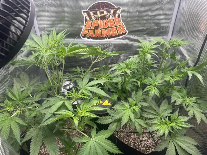 Rf3 Fast Buds. Week 7