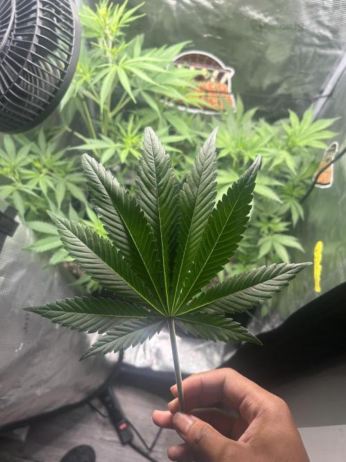 Rf3 Fast Buds. Week 8