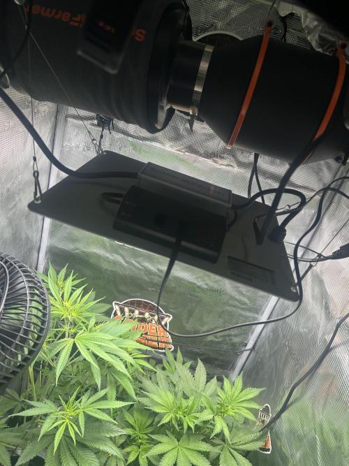 Rf3 Fast Buds. Week 8