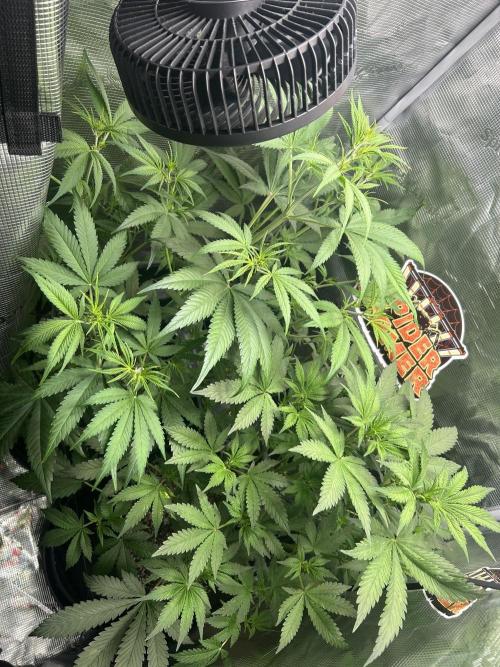 Rf3 Fast Buds. Week 8