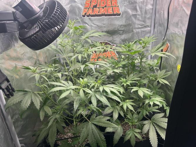 Rf3 Fast Buds. Week 8