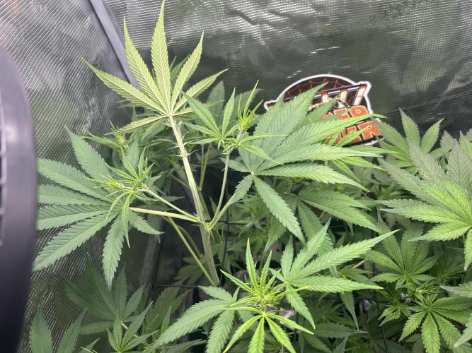 Rf3 Fast Buds. Week 8