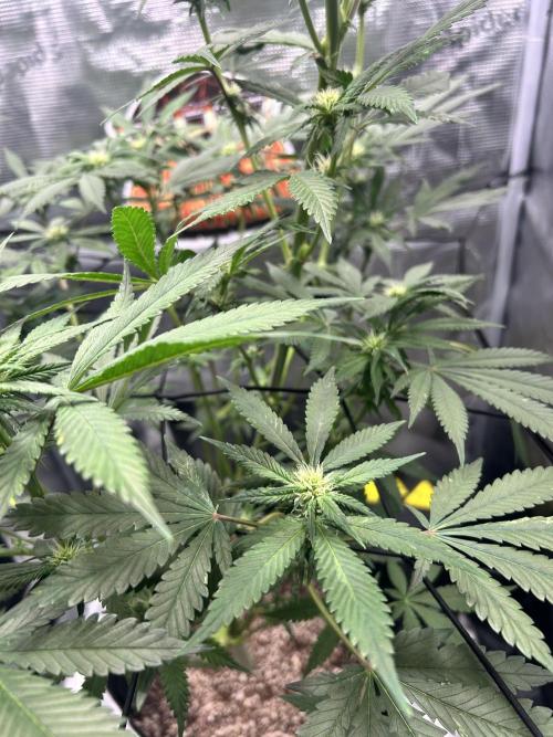 Rf3 Fast Buds. Week 9