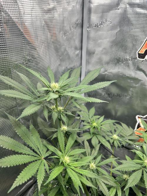 Rf3 Fast Buds. Week 9