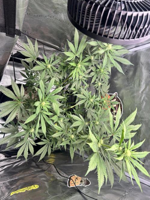 Rf3 Fast Buds. Week 9