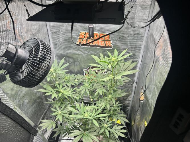 Rf3 Fast Buds. Week 9