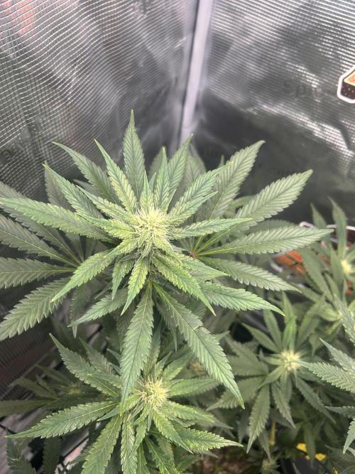 Rf3 Fast Buds. Week 10