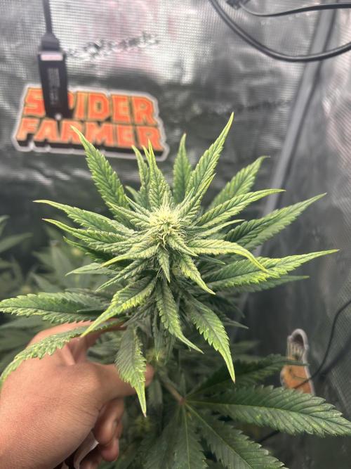 Rf3 Fast Buds. Week 10