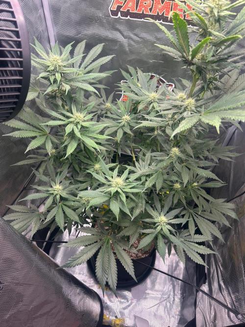Rf3 Fast Buds. Week 10