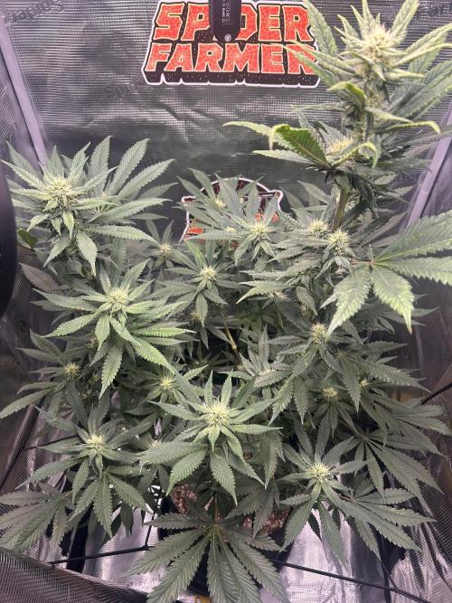 Rf3 Fast Buds. Week 10
