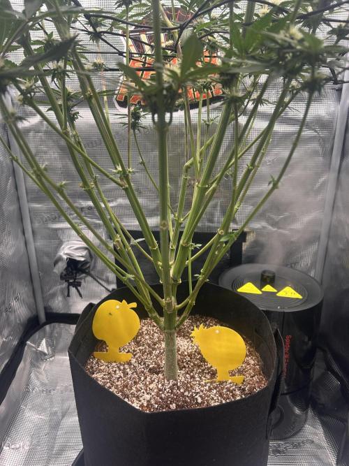 Rf3 Fast Buds. Week 10