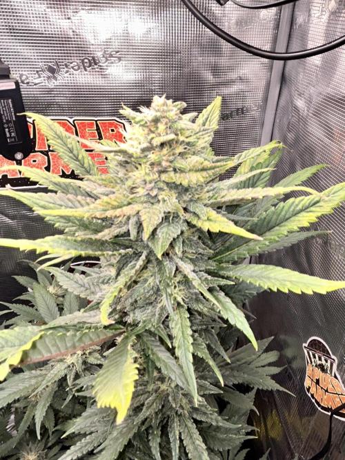 Rf3 Fast Buds. Week 11