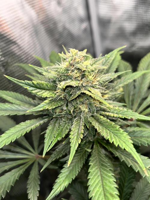 Rf3 Fast Buds. Week 11