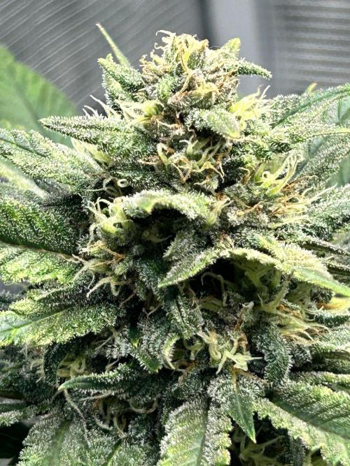 Rf3 Fast Buds. Week 11