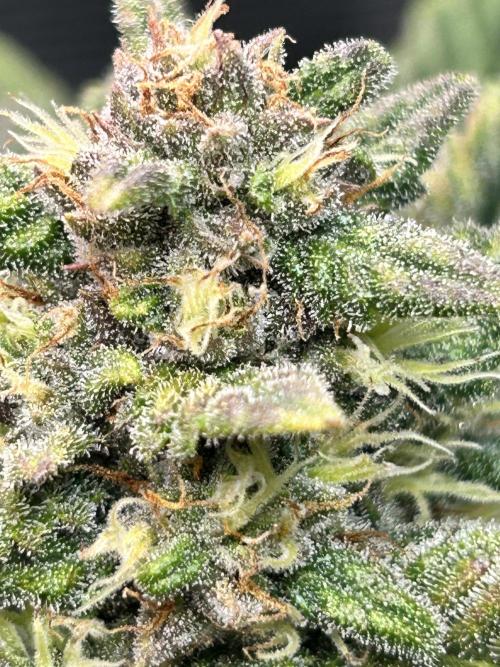 Rf3 Fast Buds. Week 11
