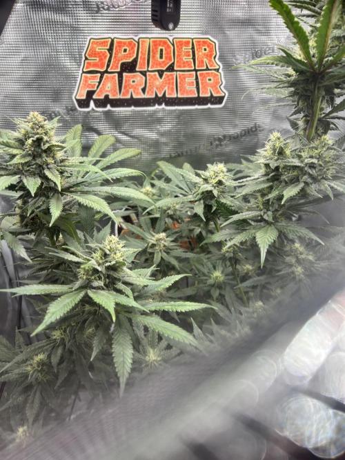 Rf3 Fast Buds. Week 11