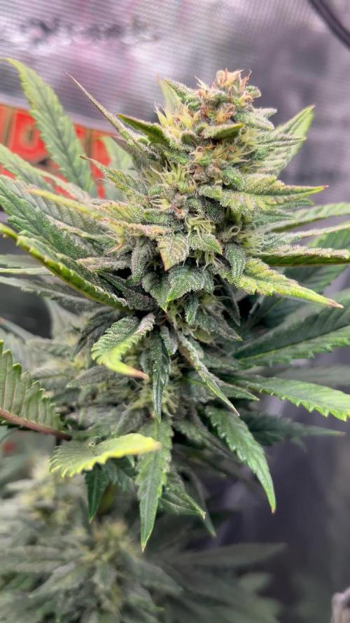 Rf3 Fast Buds