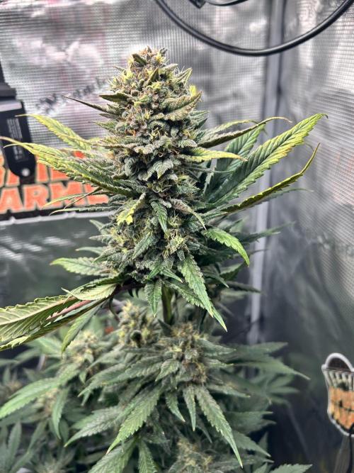 Rf3 Fast Buds. Week 12