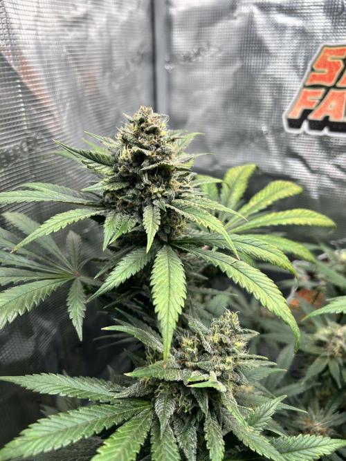 Rf3 Fast Buds. Week 12