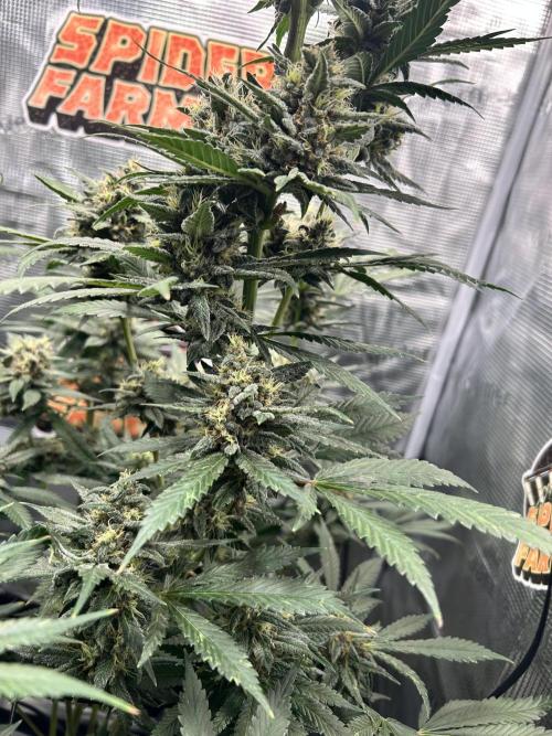 Rf3 Fast Buds. Week 12