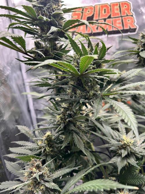Rf3 Fast Buds. Week 12