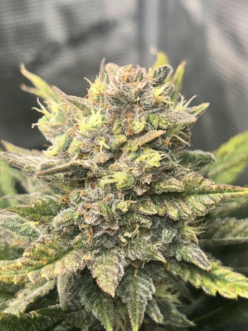 Rf3 Fast Buds. Week 12