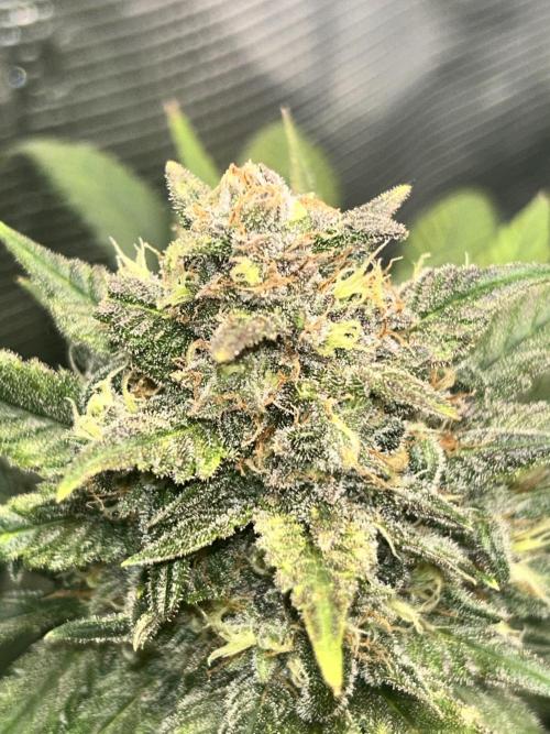 Rf3 Fast Buds. Week 12