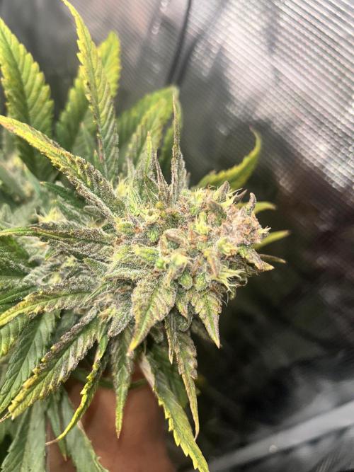 Rf3 Fast Buds. Week 12