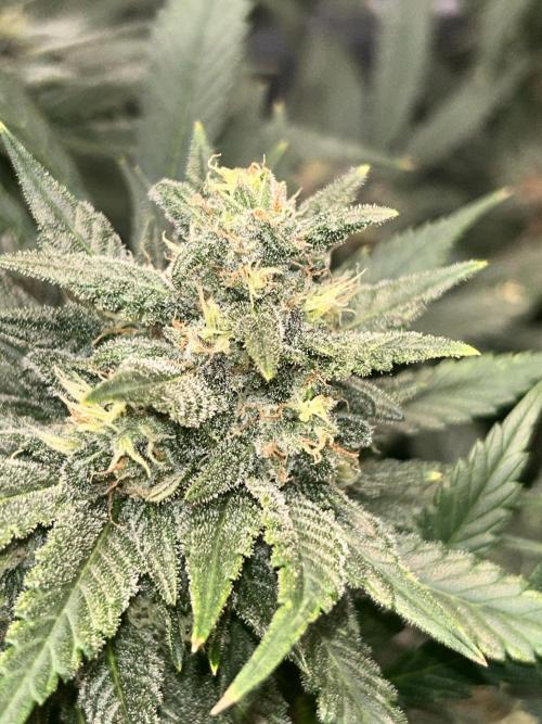 Rf3 Fast Buds. Week 12