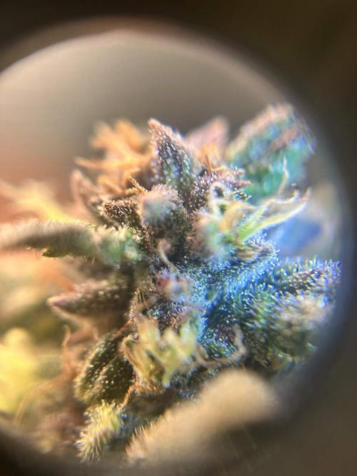 Rf3 Fast Buds. Week 12