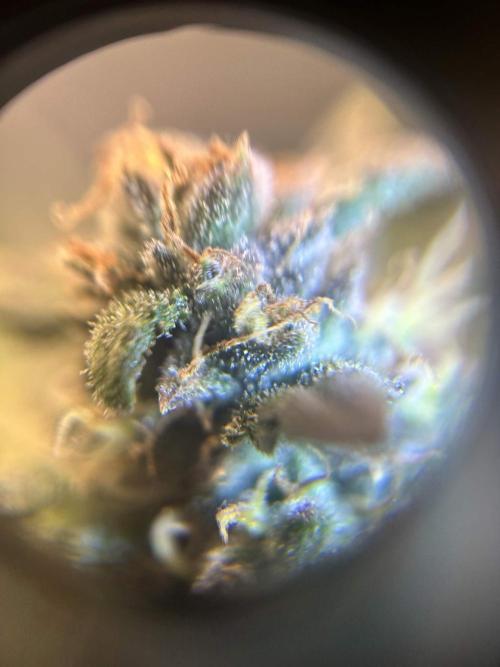 Rf3 Fast Buds. Week 12