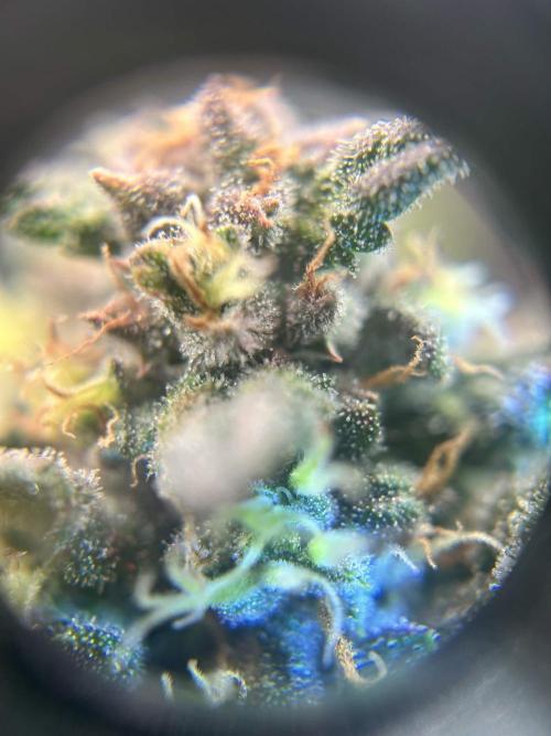 Apple Strudel Auto. Week 12