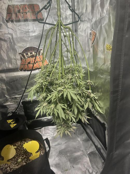 Rf3 Fast Buds. Week 13