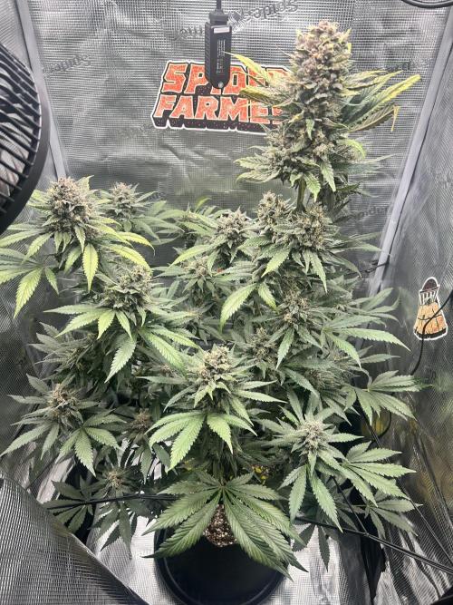Rf3 Fast Buds. Week 13