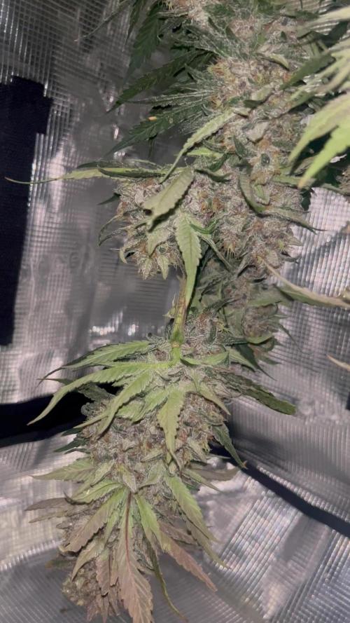 Rf3 Fast Buds