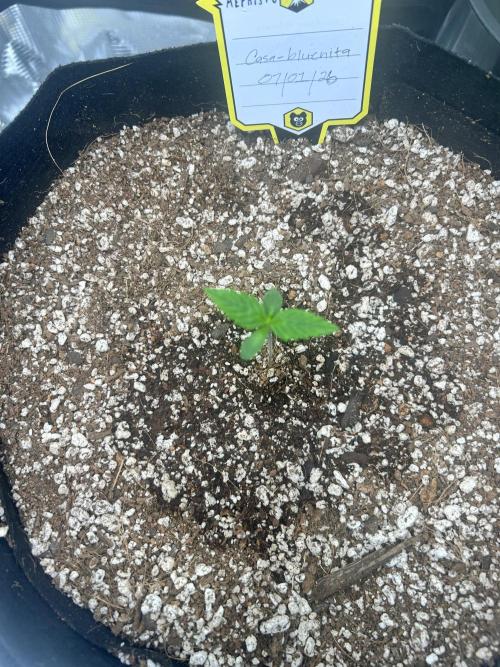 casa bluenita. Week 1