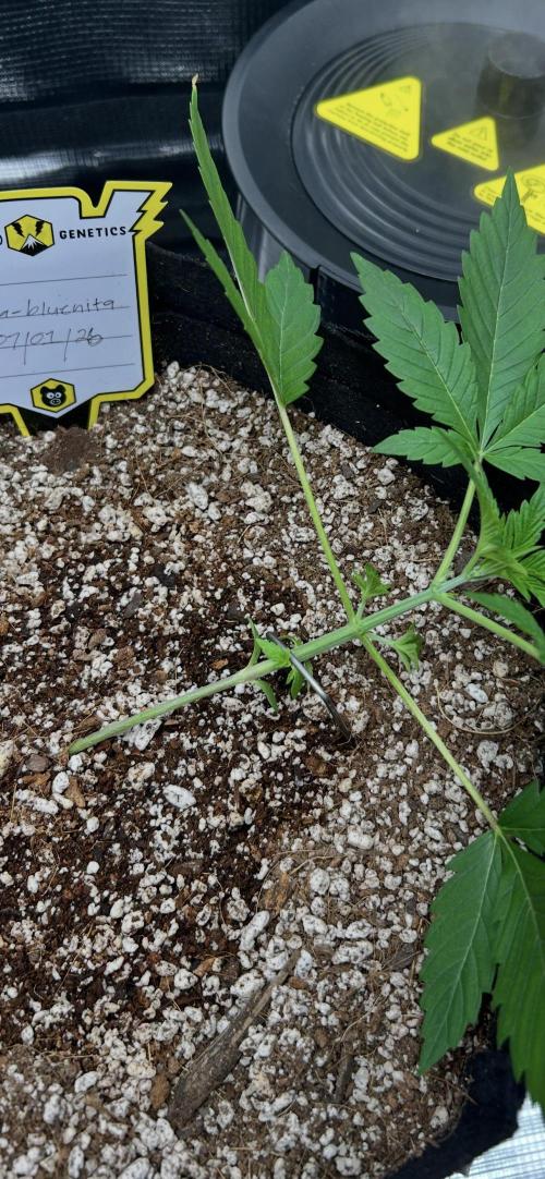 Meph Headssssss. Week 4