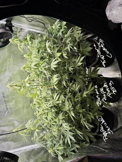 EllysGrow. Week 6 - Einfach riesig!!!! 