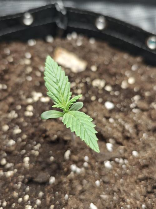 EllysGrow. Week 1 - AppleStrudel