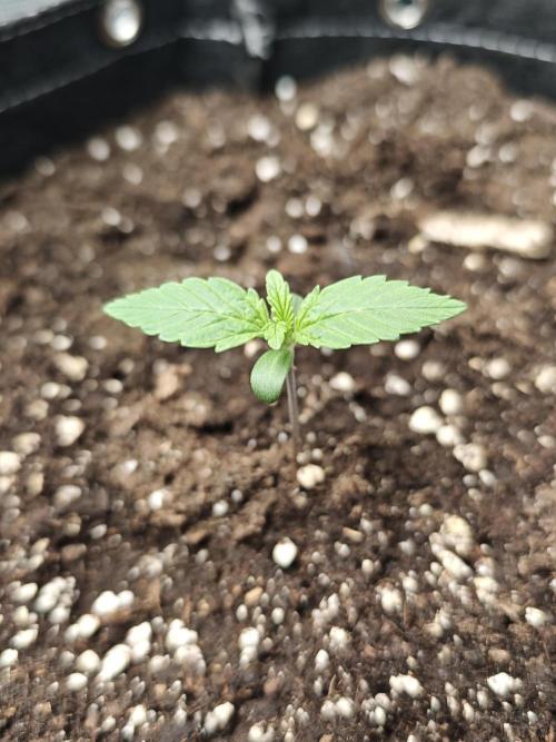 EllysGrow. Week 1 - Tropicana Cookies