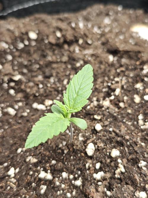 EllysGrow. Week 1 - Banana Purple Punch RF3