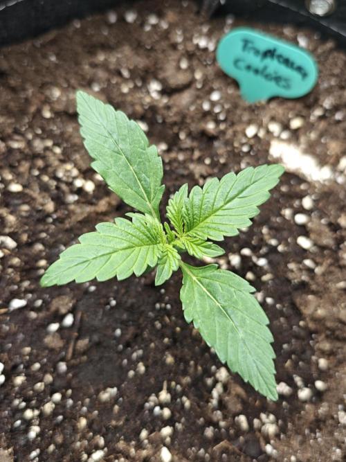 EllysGrow. Week 1 - So langsam kann man erahnen was das Mal wird :)