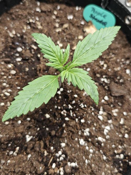 EllysGrow. Week 1 - So langsam kann man erahnen was das Mal wird :)