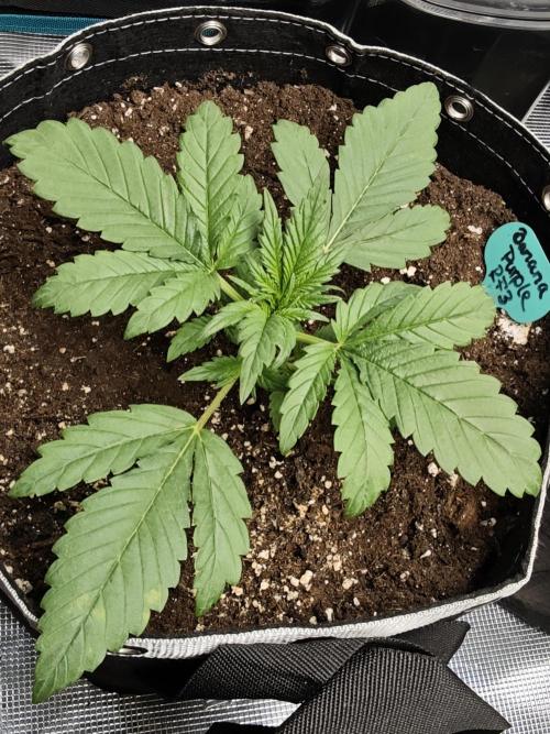 EllysGrow. Week 2 - Banana Purple Punch RF3